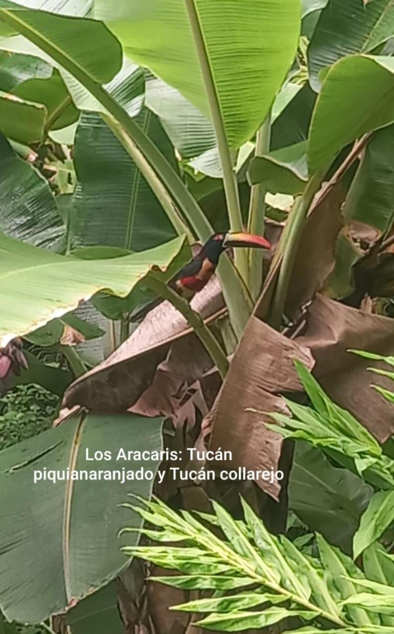 Vista Alta Ecolodge Bahia Drake Драке Экстерьер фото